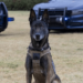 Sheriff’s K9 suffers violent line-of-duty death – Law Officer